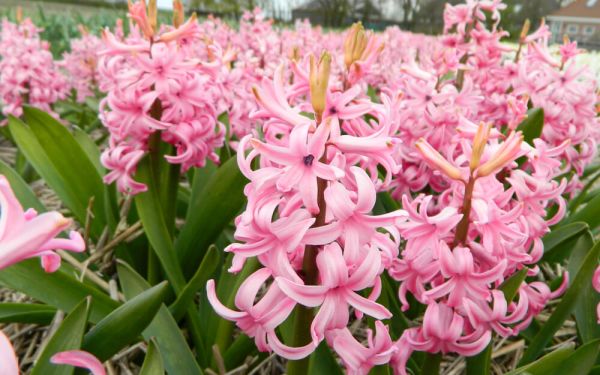 Hyacinthus orientalis Pink Pearl - Hyazinthe