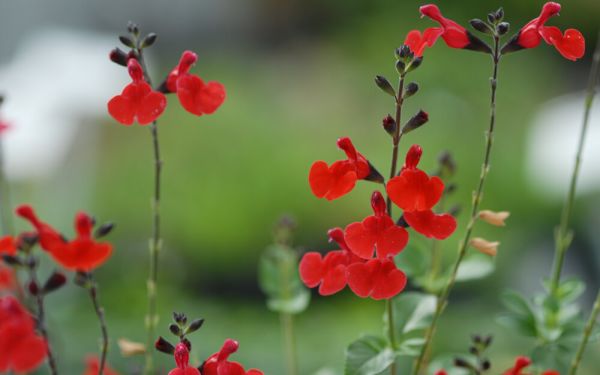 Salvia microphylla Royal Bumble - Salbei