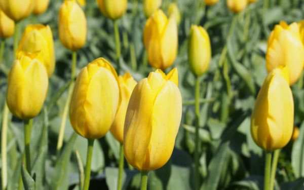 Tulipa Big Smile - Einfache späte Tulpe