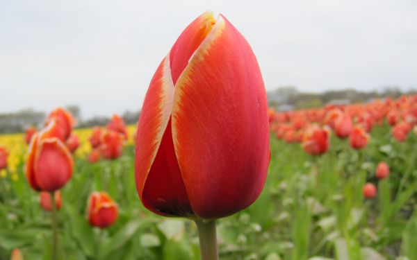 Tulipa Dafeng - Darwin-Hybride
