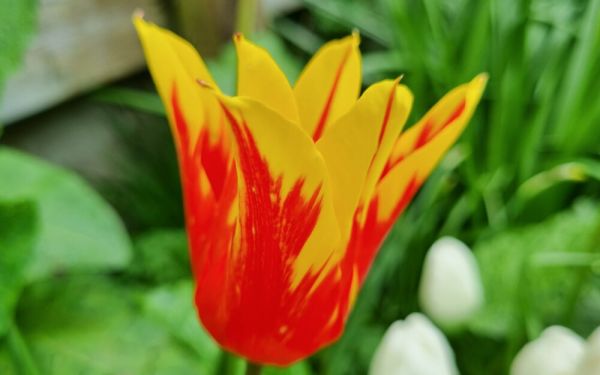 Tulipa Fire Wings - Lilienblütige Tulpe