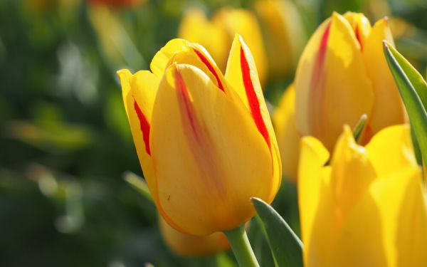 Tulipa Freedom Flame - Triumph-Tulpe