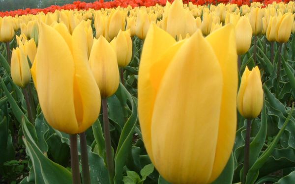 Tulipa Strong Gold - Triumph-Tulpe
