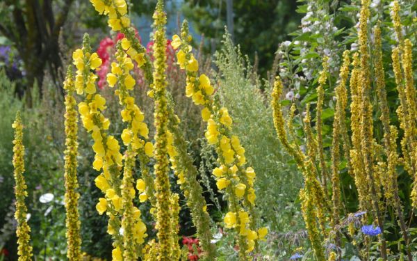 Verbascum nigrum  - Dunkle Königskerze, Schwarze Königskerze