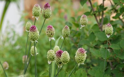 Allium sphaerocephalon - Kugel-Lauch