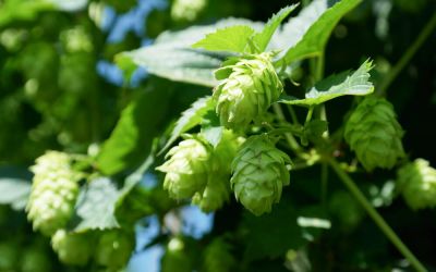 Humulus lupulus Spalter Select - Hopfen