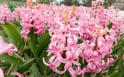 Hyacinthus orientalis Pink Pearl - Hyazinthe