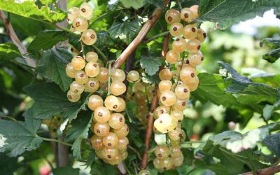Weiße Johannisbeere Blanchette ® - Ribes rubrum