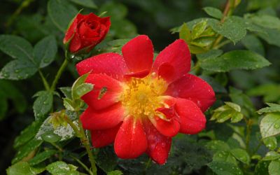 Rosa Bienenweide Hellrot ® - Kleinstrauch-Rose