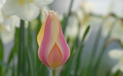 Tulipa Blushing Lady - Einfache späte Tulpe