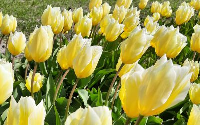 Tulipa fosteriana Sweetheart - Fosteriana-Tulpe