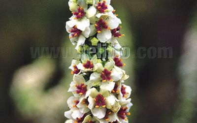 Verbascum chaixii fo. album Wedding Candles - Weiße Königskerze